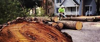 Best Tree Preservation Services  in Urania, LA