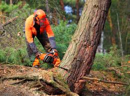 Best Tree Disease Treatment  in Urania, LA