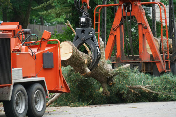 Best Commercial Tree Services  in Urania, LA