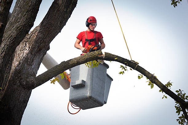 Best Leaf Removal  in Urania, LA